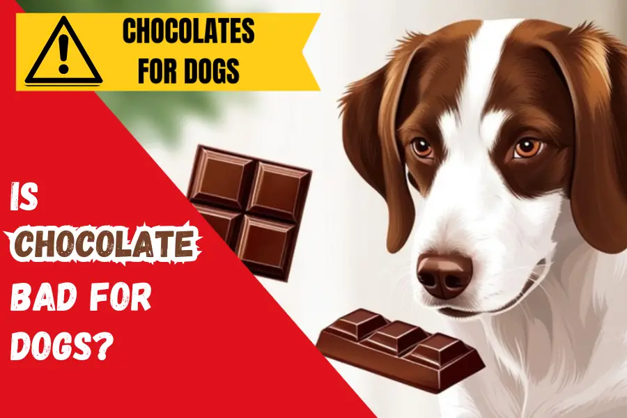 Feeding Chocolate to Dogs Can Be Fatal: Can Cause Death Also!