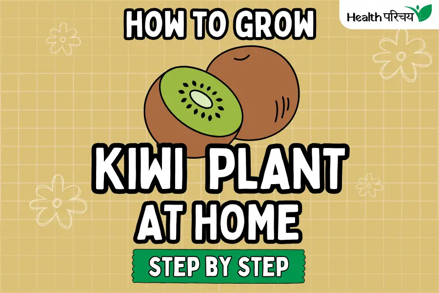 Grow Kiwi Plants at Home: A Step-by-Step Guide